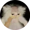 basvanrossem