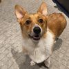 tilly_the_corgi