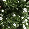 thewhiterose685