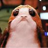 porgpug