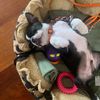 israel_the_puppy