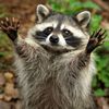 raccoons2526