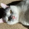 lifeofberlioz