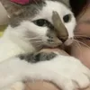 a_cyp