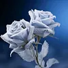 freshta_1999