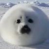 chunkchunkseal