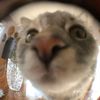 cuttlephish00