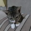joao_1234456