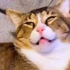 coolhumanh