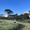 nipaulin
