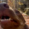 nellyhappyhowls