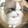 sakira_klazina