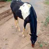arthur_pinheiro244