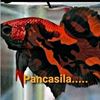 pancasilaabadi19