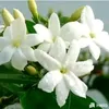 elmaa247