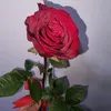 shayma_m10