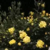 ana_._350