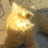 alifvlogs