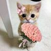 callmemotuuu