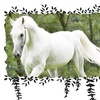 whitehorse24