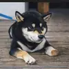 kodogss