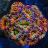reef_junkies_