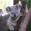 koalit4_