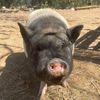 onikingpiggies