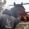 iehorsemanship