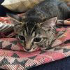 allycat6000