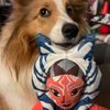 ahsoka_the_sheltie21