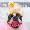 bubsygrubsy