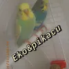 ekoandpikacu