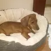 bez.imenen