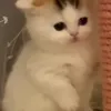 sno0wfl4ke