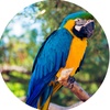 buddyparrot_