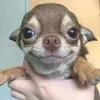 melanika008