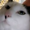 dylanzwiggles