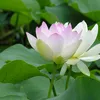 truonglong10218