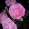 kidzmummy5