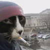 promilosniktymbarka69