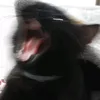 malinehell
