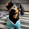 _ericthedachshund_