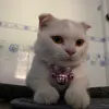 tvpt_02