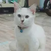 nathasya478
