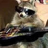 mr.elmo_the_raccoon