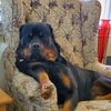 frankie_the_rottweiler0