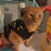 grimlincat