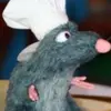 .remi.the.rat