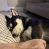 ttv_picklepoo42